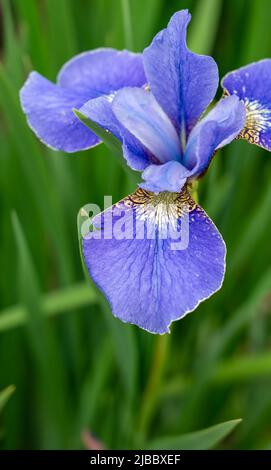 Closeup of flowering Iris Sibirica 'Ego' Stock Photo