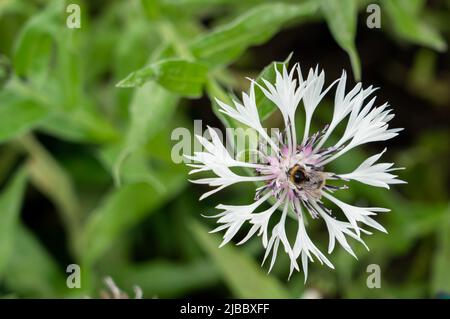 Closeup of flowering Centaurea montana 'Alba' Stock Photo