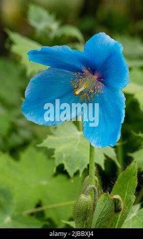 Closeup of flowering Meconopsis (Fertile Blue Group) Lingholm Stock Photo