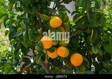 Orange tree (Citrus sinensis), Orange Citrus sinensis ripe fruit on tree Stock Photo