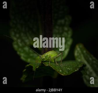 Cricked (Leptophyes punctatissima) on a green leaf, with copy space, isolated, black background Stock Photo