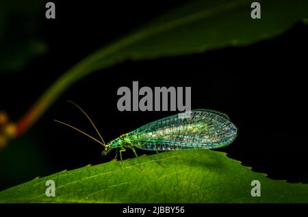 Green Lacewing (Chrysopa perla) sitting on a leaf, with copy space, isolated Stock Photo