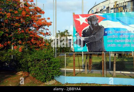 Revolutionary propaganda, poster with revolutionary sayings beside a flamboyant, tree (Delonix regia), Havana, Cuba, Caribbean Stock Photo