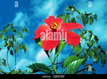 China rose (Hibiscus rosa-sinensis), Valle de Vinales, Pinar del Rio, Cuba, Caribbean Stock Photo