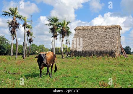 Cow at cuban Tobacco drying house, Valle de Vinales, Pinar del Rio, Cuba, Caribbean Stock Photo