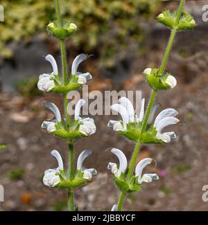 Salvia Argentea in bloom Stock Photo