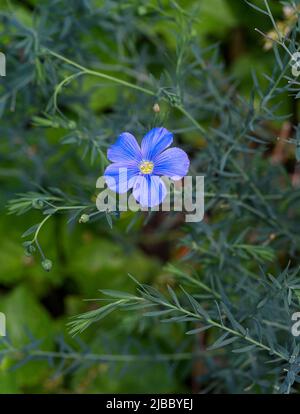 Blue flax, Lint or Perennial flax in bloom. Botanical Garden, KIT Karlsruhe, Germany, Europe Stock Photo