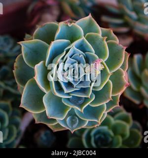 Echeveria succulent plant close up  -  top view Stock Photo