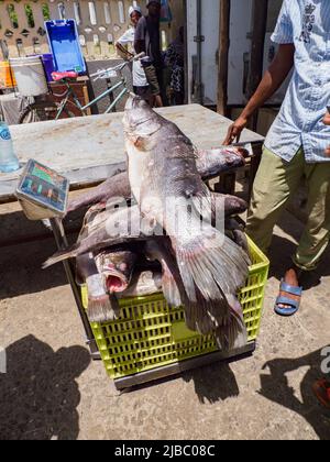 Dar es Salaam, Tanzania - February 2021: A fisherman sells a huge fish at the Kivukoni Fish Market. Covid time in Africa. Stock Photo