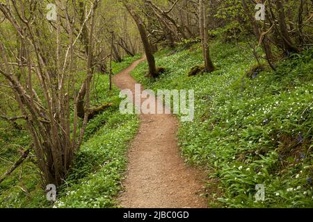 Path through Cumbrian beech woodland with ramsons in flower, UK Stock Photo