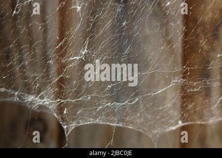 Background of silver grey cobweb in front of wooden panelling Stock Photo