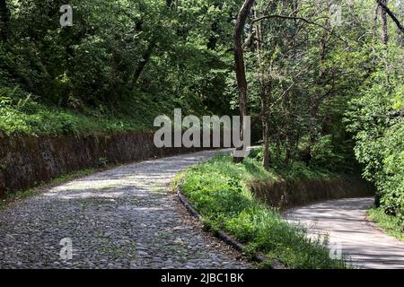 Fork in a forest road between an uphill paved road and an asphalted downhill road Stock Photo