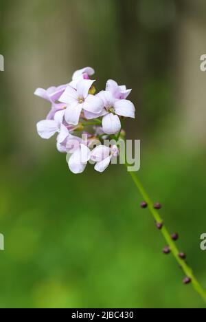 Coralroot buttercress Stock Photo