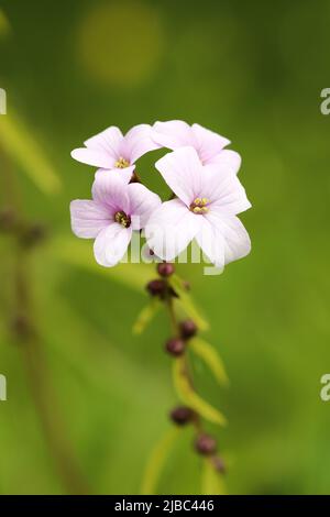 Coralroot buttercress Stock Photo