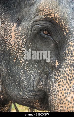 Close-up portrait of an Asian elephant taken on safari in Sri Lanka. Stock Photo