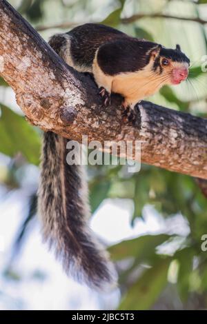 A curious Grizzled Giant Squirrel (Ratufa macroura), sits in a tree and watches the woman taking his photo.  This photo was taken on Kothduwa Island i Stock Photo