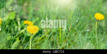 Dandelions in the meadow in the sunlight and glare. Stock Photo