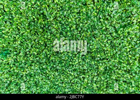Green leaves carpet background pattern. Natural soccer lawn green grass leaves. Spring green foliage young leaves white texture eco background. plasti Stock Photo
