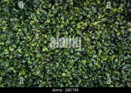Decorative artificial green grass texture background. plastic artificial small leaves Stock Photo