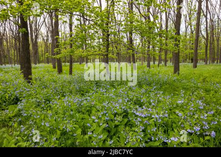 Blue Bell Wildflowers In The Woods During Spring Stock Photo