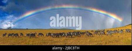 Zebras in a row walking in the savannah on rainbow background in Africa