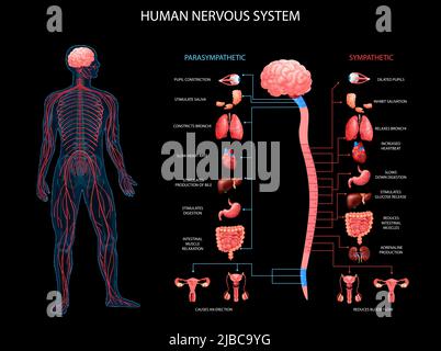 Human body nervous system sympathetic parasympathetic charts with realistic organs depiction anatomical terminology black background vector illustrati Stock Vector