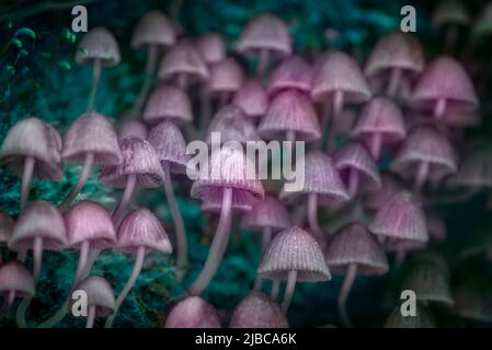 Toadstools group in neon colors as hallucinogenic mushrooms concept. Stock Photo