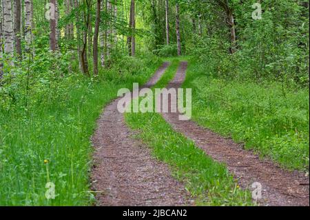 narrow road through green forest in springtime Stock Photo