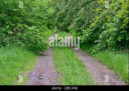 narrow road through green forest in springtime Stock Photo