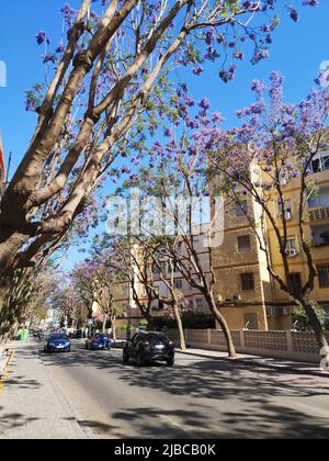 Blooming Jacaranda trees along Mijas avenue.Fuengirola, Malaga province, Spain. Stock Photo