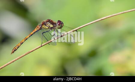 Ruddy darter dragonfly sitting on soft rush ,Juncus effusus Stock Photo