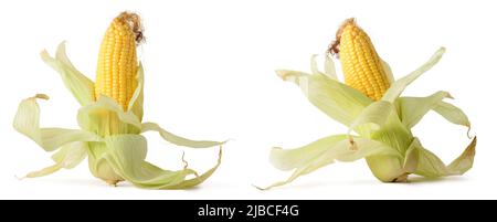 corn or maize, popular starchy vegetable with cob and husk isolated on white background, different angles, collection Stock Photo
