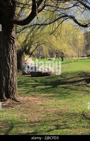 Huge granite boulders standing in the grassy field. Stock Photo