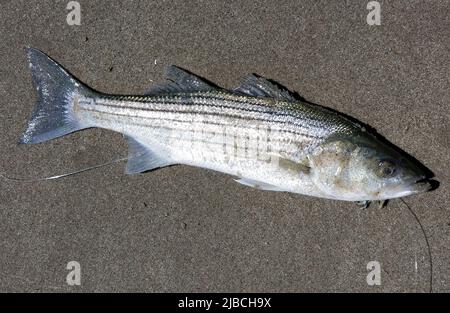 Mouth Small Striped Bass Hanging Fishing Line Hook Stock Photo by