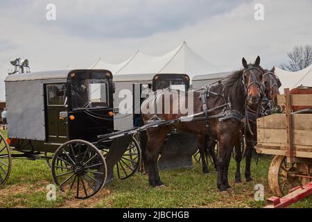 Grey Amish buggies with horses, parked at a mud sale, Amish Country, Penryn, Lancaster County, Pennsylvania, USA Stock Photo