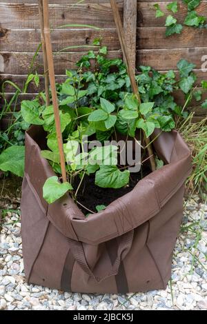 Runner bean plants planted out in compost in a large bag with canes for support, UK Stock Photo