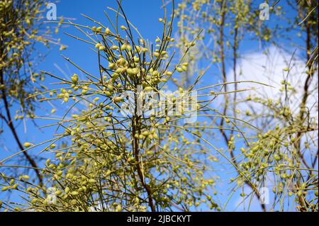 Wilson's pearlbush or Exochorda giraldii, spring flowering shrub with racemes of pure white petaled flowers in a medium green narrow foliage. Close-up Stock Photo