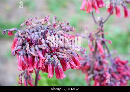 Pale pinkish red tubular drooping flowers of a Cape Fushia, Phygelius capensis, bush. Close-up. Stock Photo