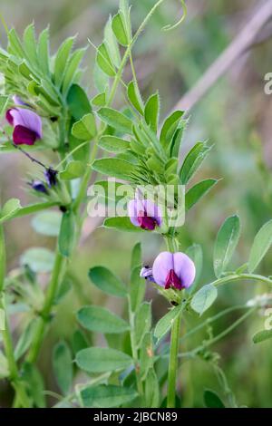 Vicia sativa subsp. nigra, Vicia angustifolia subsp. segetalis, Common Vetch, Fabaceae. Wild plant shot in spring. Close-up. Stock Photo