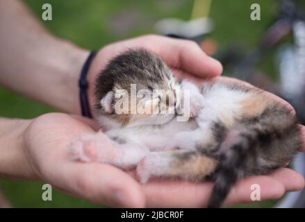 tiny newborn sleeping kitten on the open palms of a person. Love for cats. Comfort and tenderness of pets. Care and veterinary medicine Stock Photo