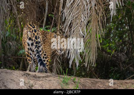 Jaguar (Panthera onca) on riverbank looking backward at camera Stock Photo