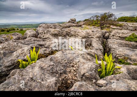 Hart’s Tongue ferns growing in the Limestone Pavement of Hampsfell, Lake District Peninsulas, England Stock Photo