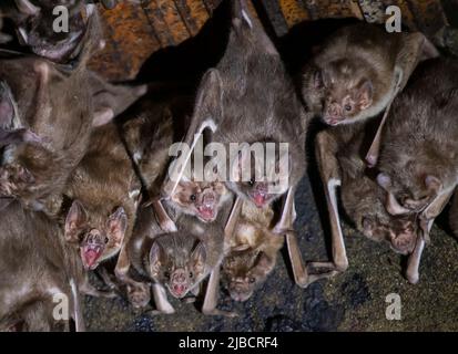 Common Vampire Bat (Desmodus rotundus) colony Stock Photo