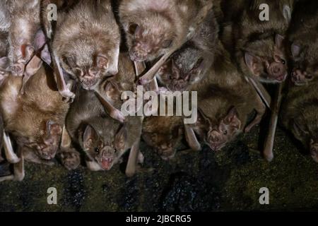 Common Vampire Bat (Desmodus rotundus) colony Stock Photo