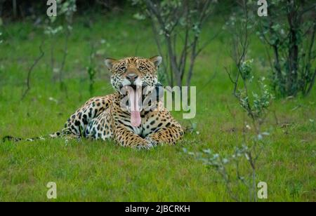 Jaguar (Panthera onca), large collared male resting by riverbank yawning Stock Photo