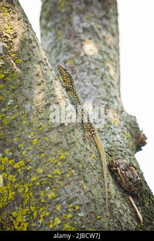 Podarcis muralis, common European wall lizard, resting in sunlight on a tree with dense green leaves. Small depth of field, selective focus, macro ima Stock Photo