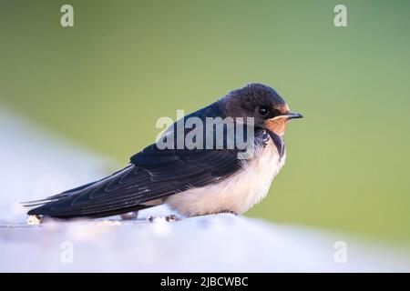 Closeup of a Barn Swallow Hirundo rustica resting. This is the most widespread species of swallow in the world and the national bird of Estonia.