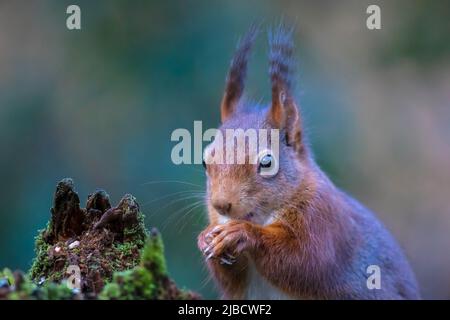Closeup of a Eurasian red squirrel, Sciurus vulgaris, eating nuts in a forest. Selective focus, natural sunlight, wild animal. Stock Photo
