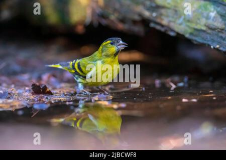 Eurasian siskin , Spinus spinus, perched on a branch of a tree in a dark forest. drinking from a small puddle of water