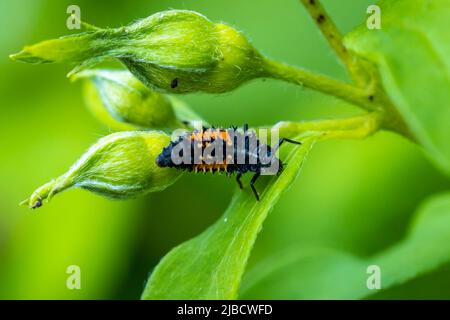 Ladybug insect larva or pupa Coccinellidae closeup. Pupal stage feeding on green vegetation closeup. Stock Photo